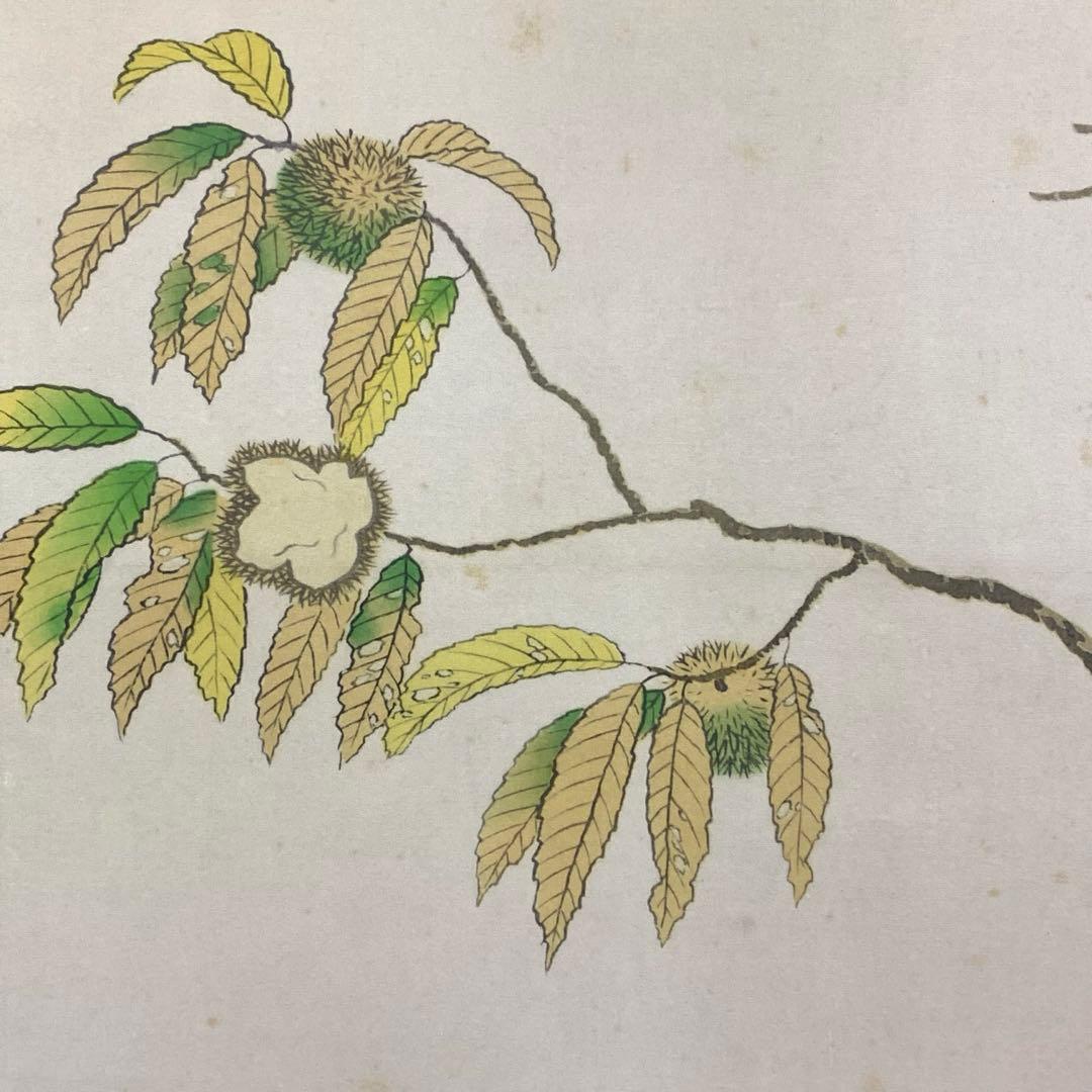 掛軸 菱田春草 栗鼠 木箱 工芸 りす 秋 3-12