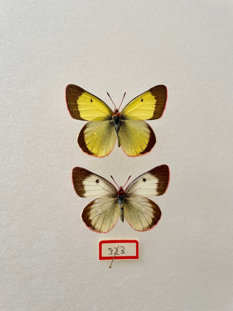 【ペア】アルプスモンキチョウ（岐阜県産）