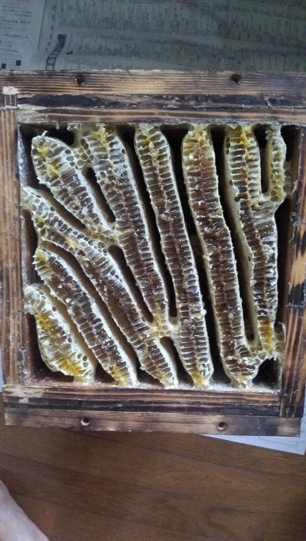 日本ミツバチ百花蜜1000ｇ3本