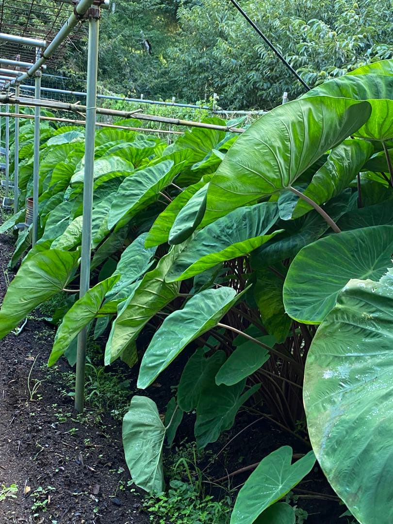 里芋　八頭 ぽん太10キロ 富士山麓産