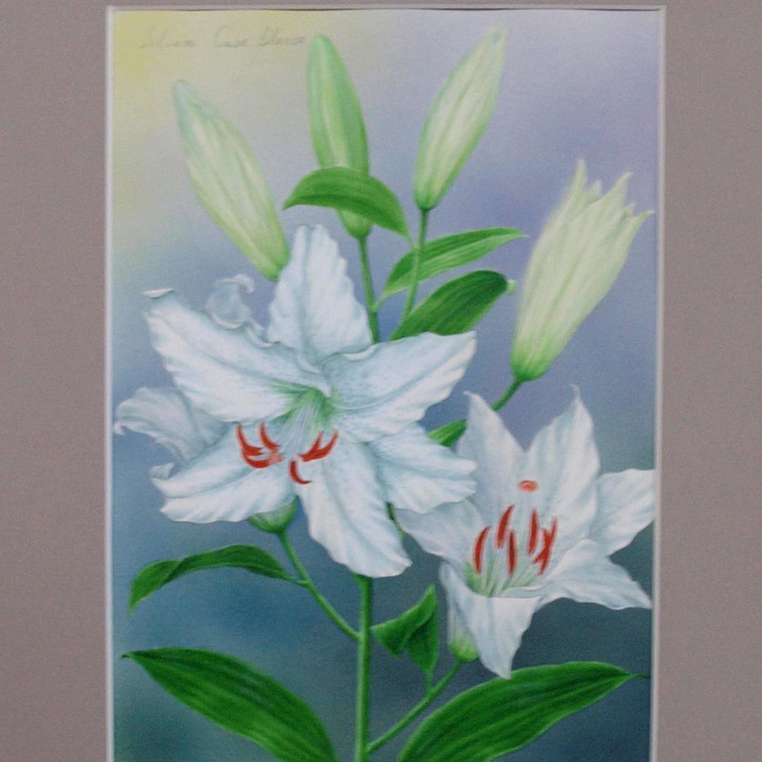 【絵画】ボタニカルアート　「カサブランカ　高貴」原画