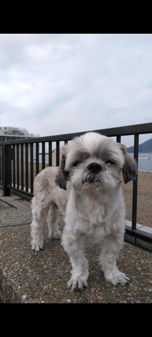 羊毛フェルトのみるくさんご確認用