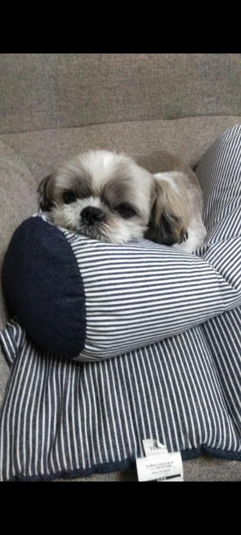 羊毛フェルトのみるくさんご確認用