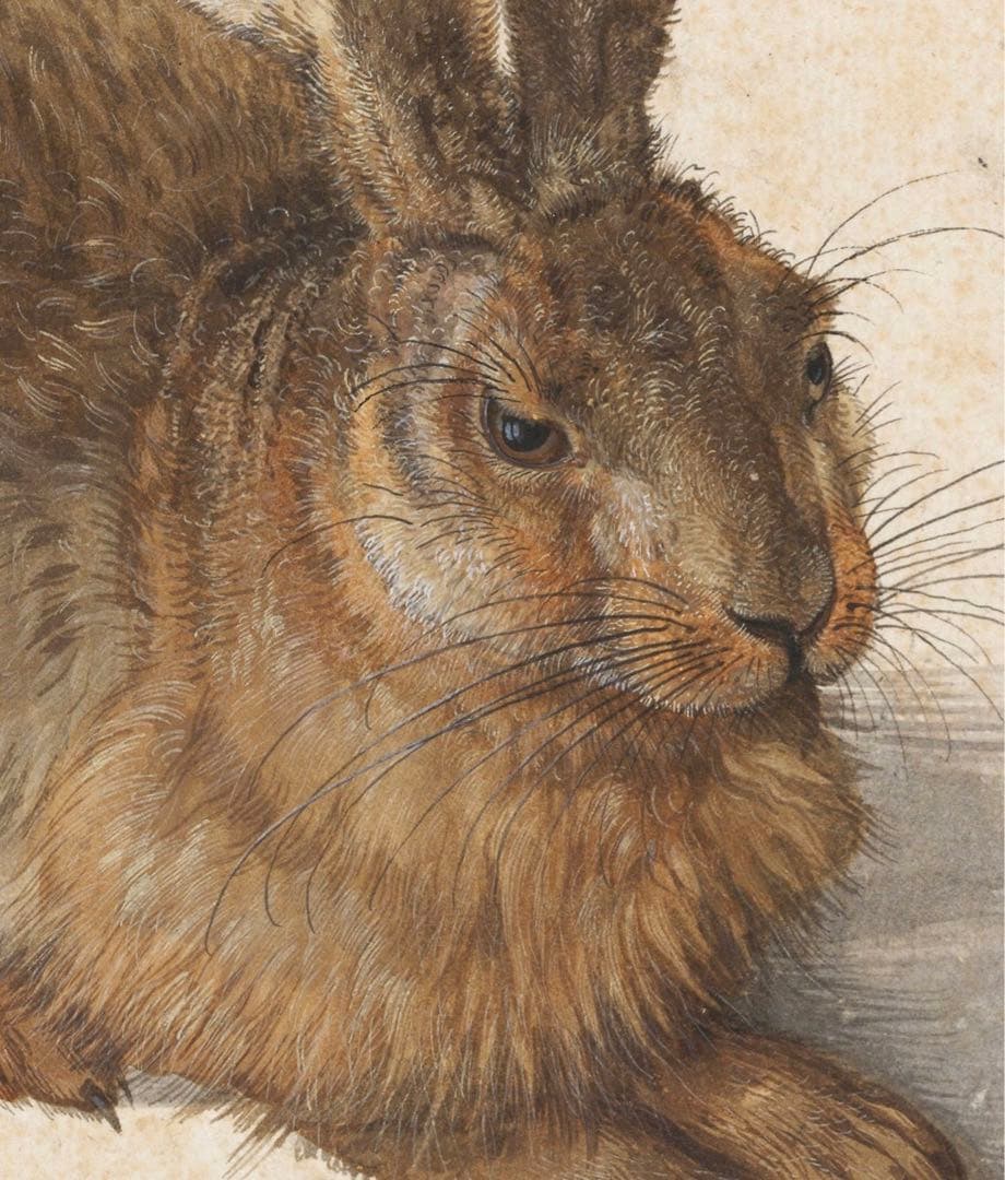 アルブレヒト・デューラー　水彩画　「うさぎ」　複製画