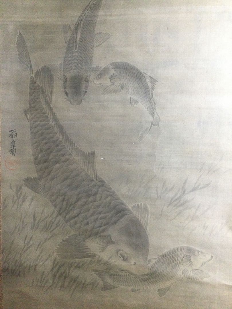 鯉の日本画　掛け軸　黒田稲皐　　『鯉の図』