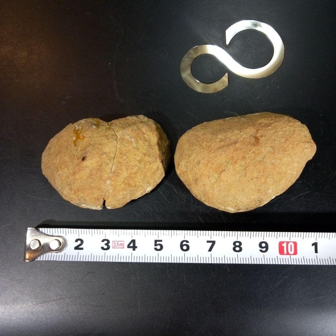 三葉虫　化石　fossil　ボリビア産　trilobite　ノジュール管理③