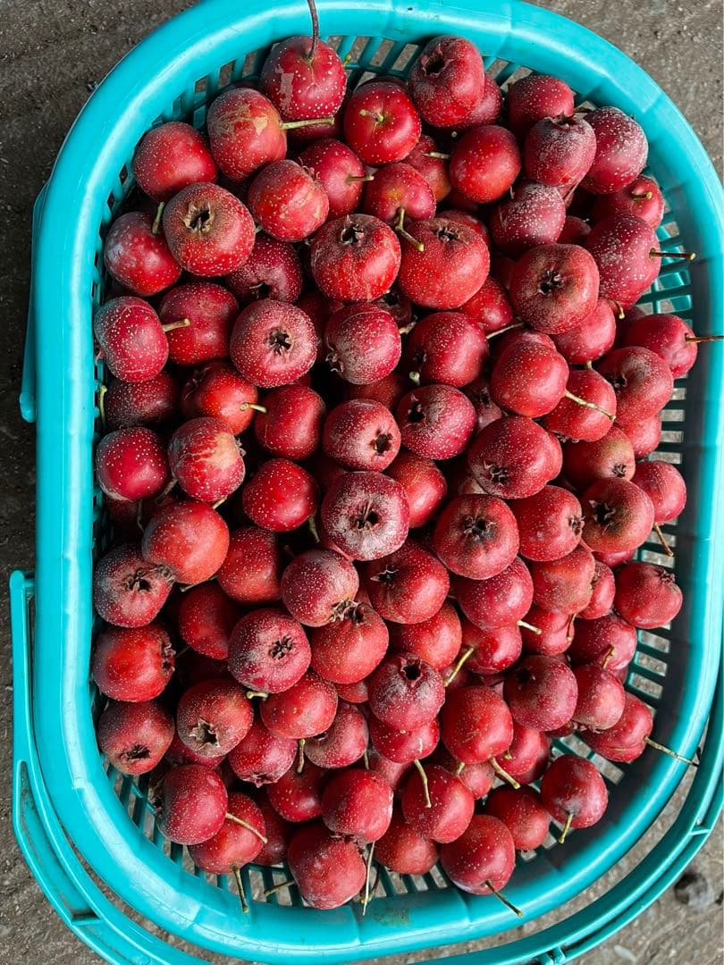 中国産　さんざし6キロ
