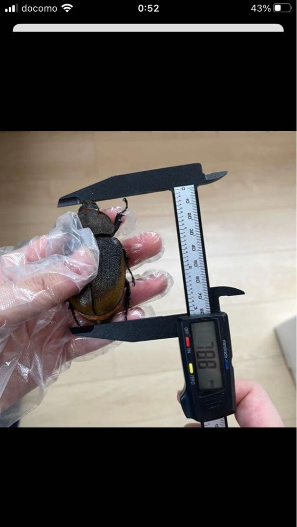 ヘラクレスエクアトリアヌス　ペア　標本