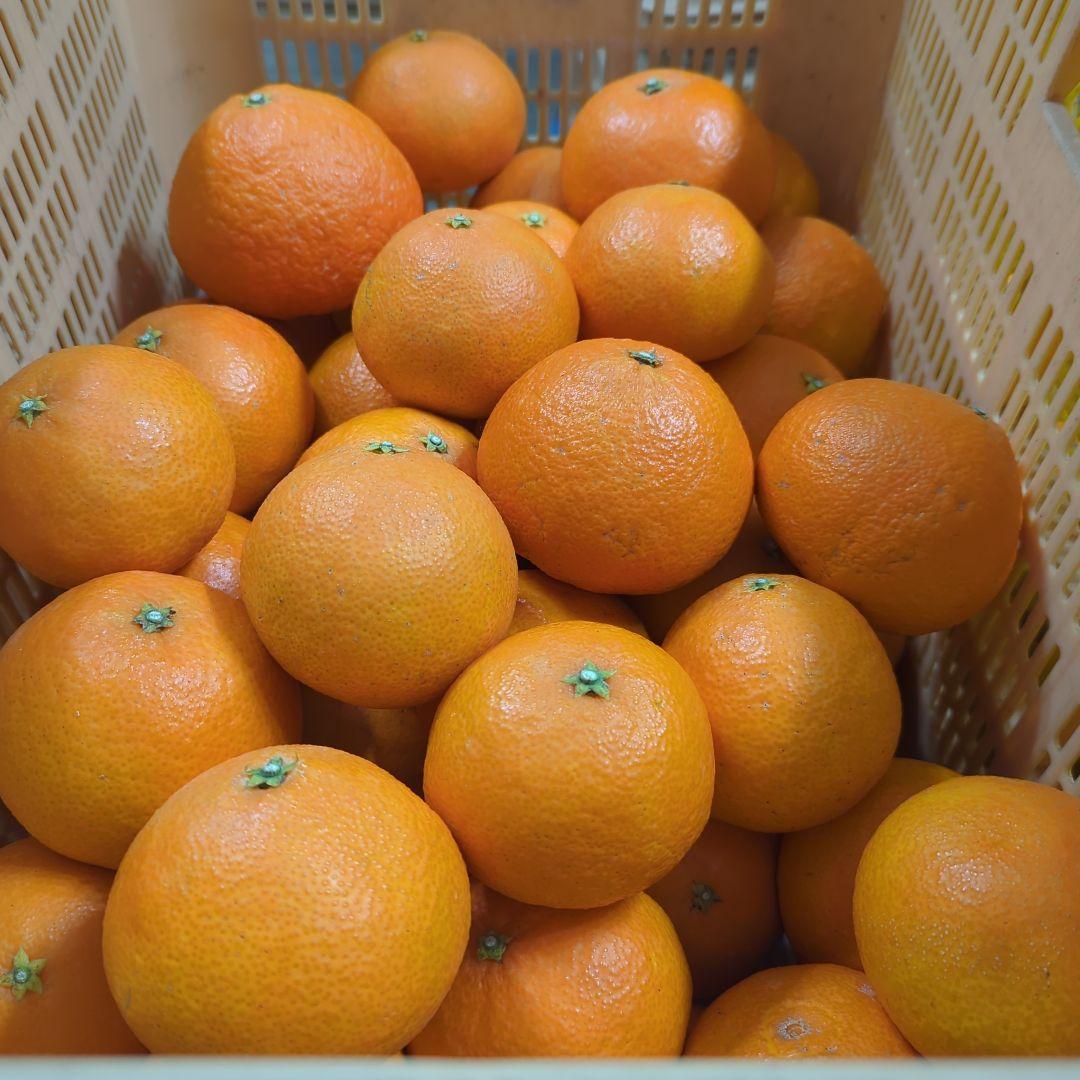 【ニコニコ】487愛果 まどんな 家庭用 ５kg × 二箱