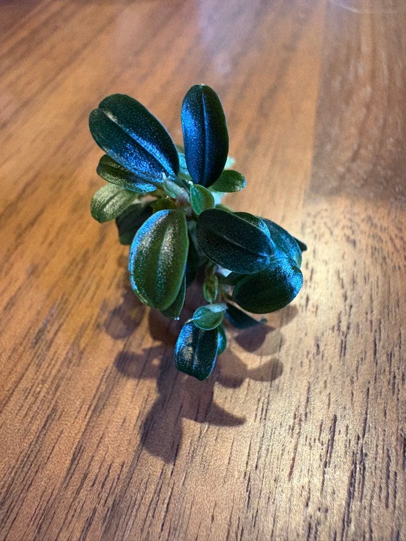 ブセファランドラsp.クダガンミニラウンドsp. kedagang 3株