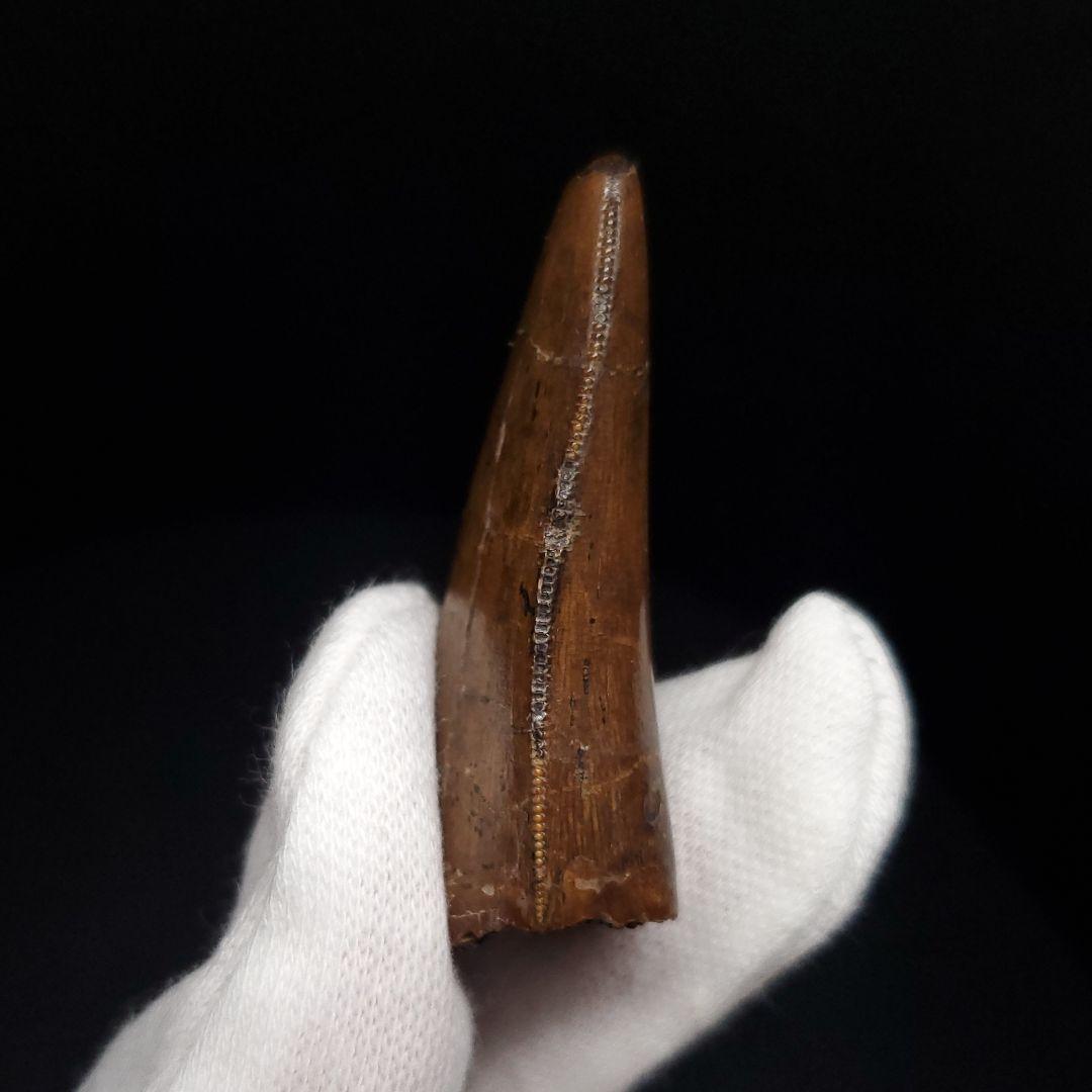 極上 アベリサウルス 歯 本物 化石 恐竜 モロッコ産 mm  fr137