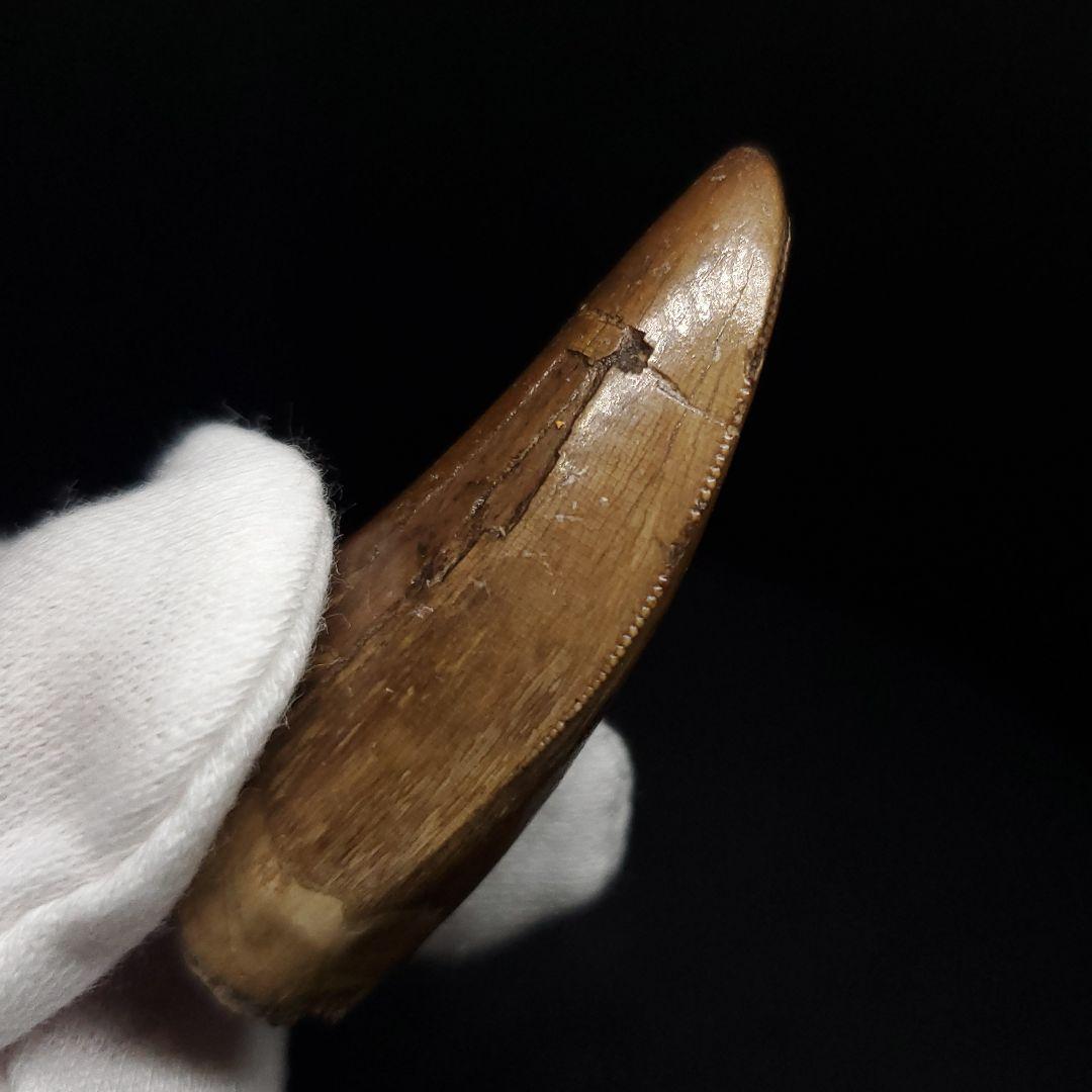 極上 アベリサウルス 歯 本物 化石 恐竜 モロッコ産 mm  fr137