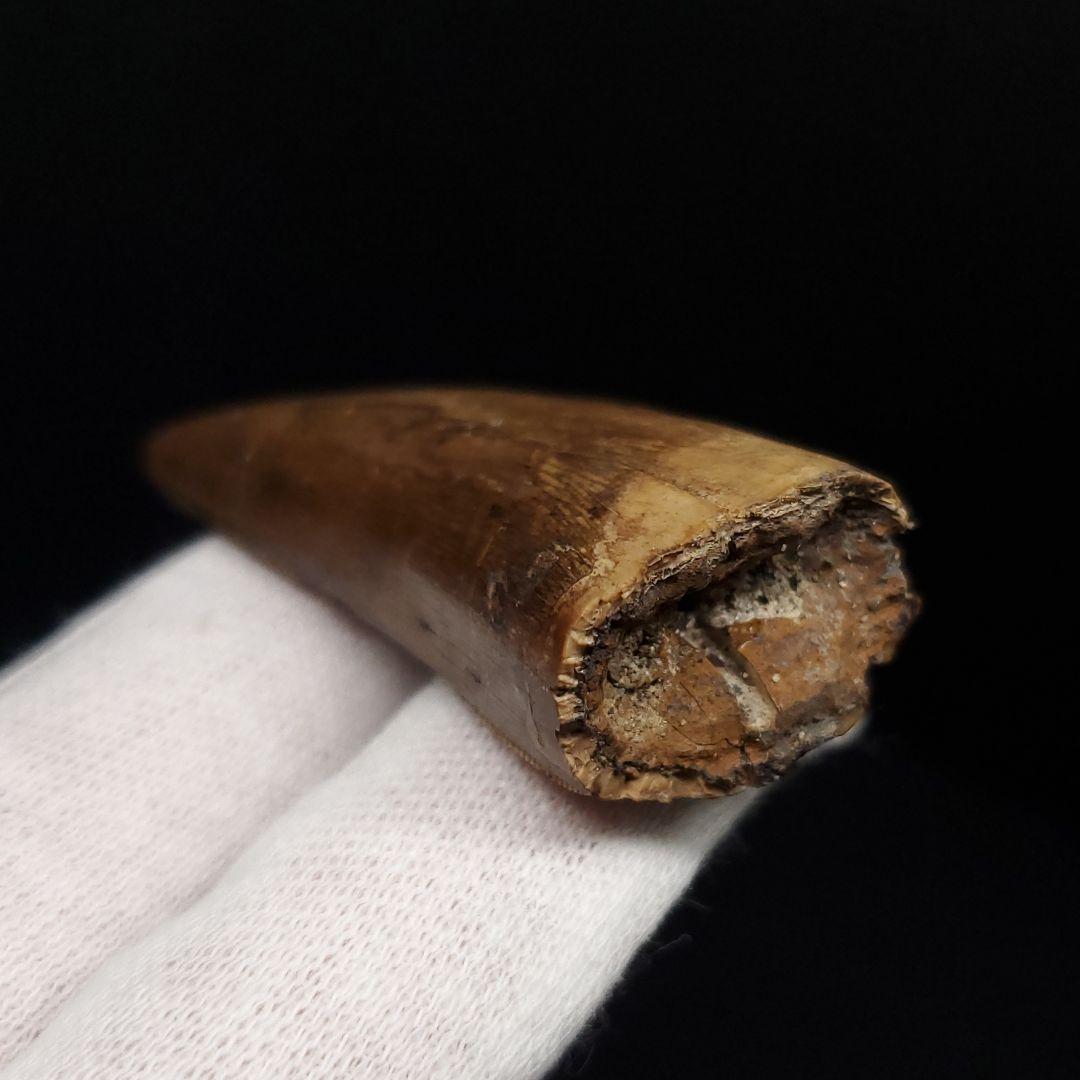 極上 アベリサウルス 歯 本物 化石 恐竜 モロッコ産 mm  fr137