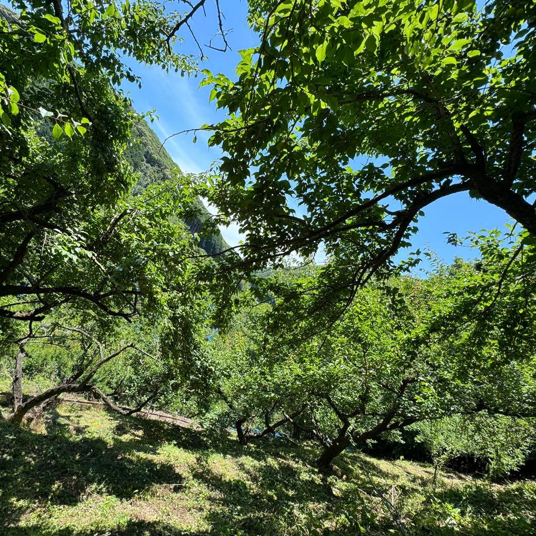 和歌山県みなべ町 「農薬不使用」南高梅 3L4L約5キロ