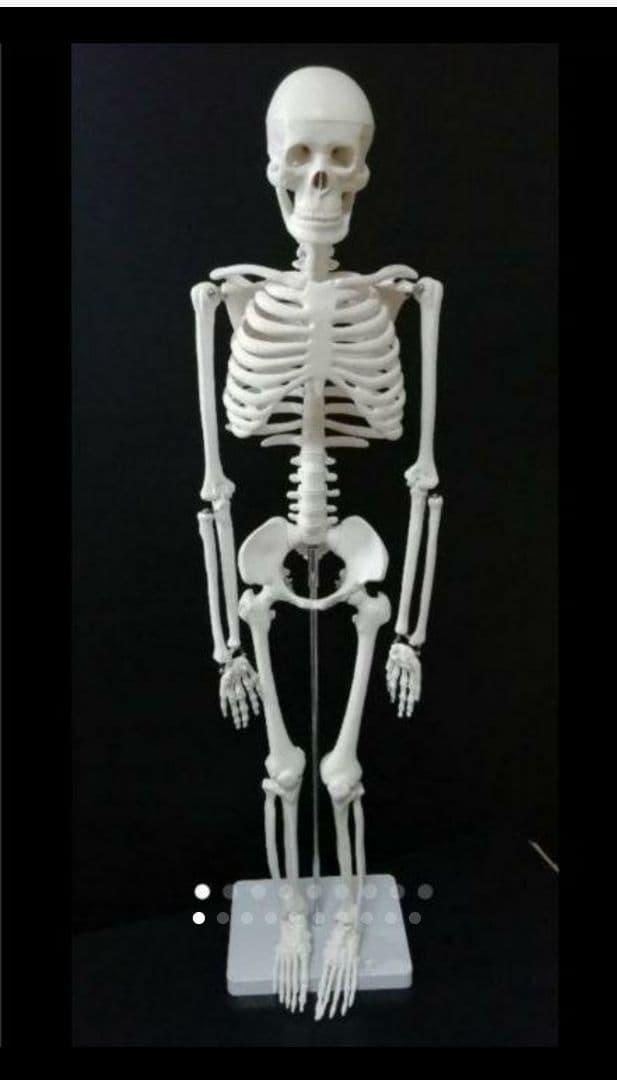 人体骨格模型　85cm　1/2サイズ