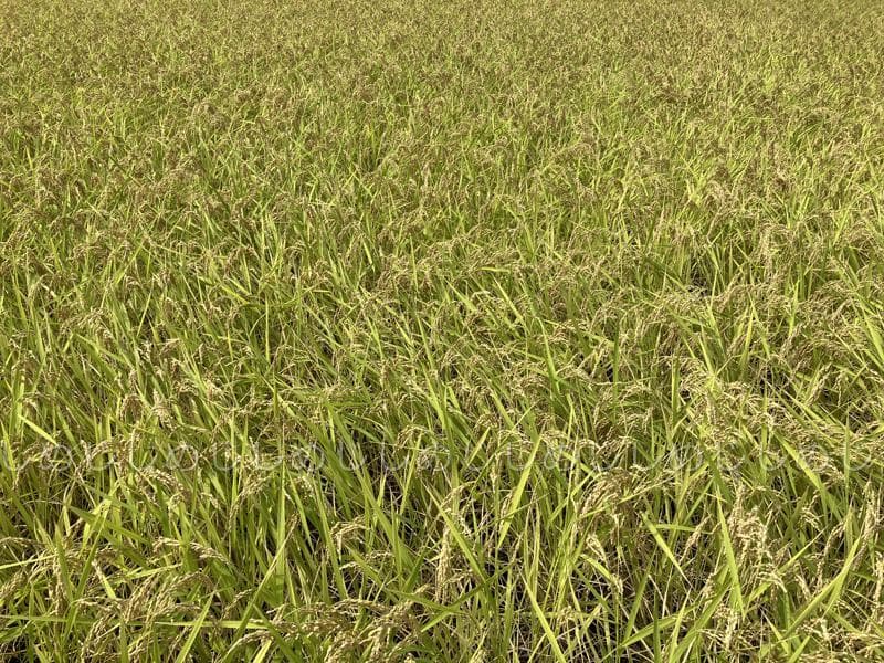 魚沼産コシヒカリ　令和7年産　白米　10キロ　米農家直送③