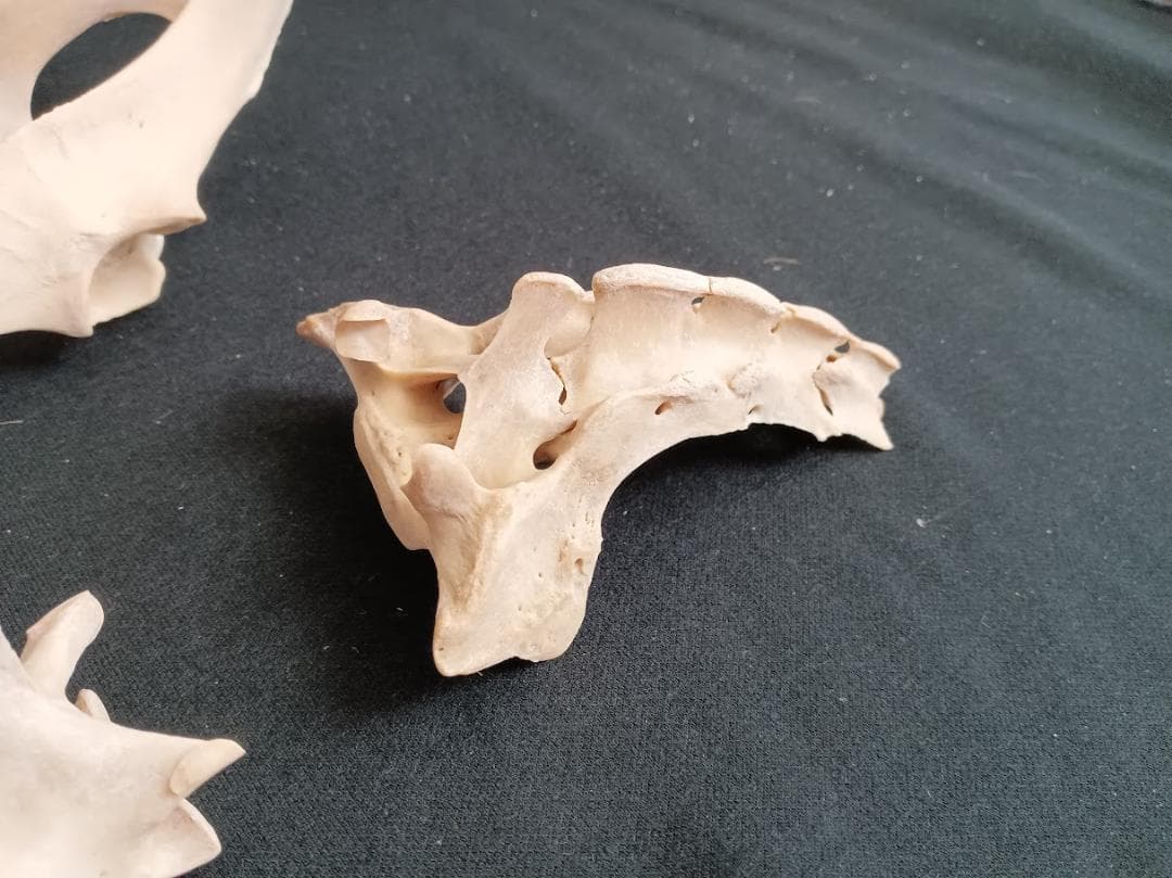 お買い得　DIY組み立て用　種名ニホンジカ　♀　３６Kg　頭骨～尾椎