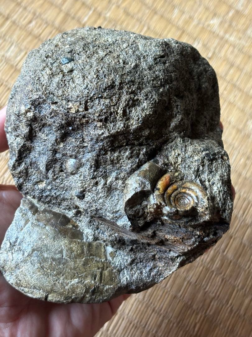 超レア　ゴードリセラス・ハマナカエンセ　化石　アンモナイト