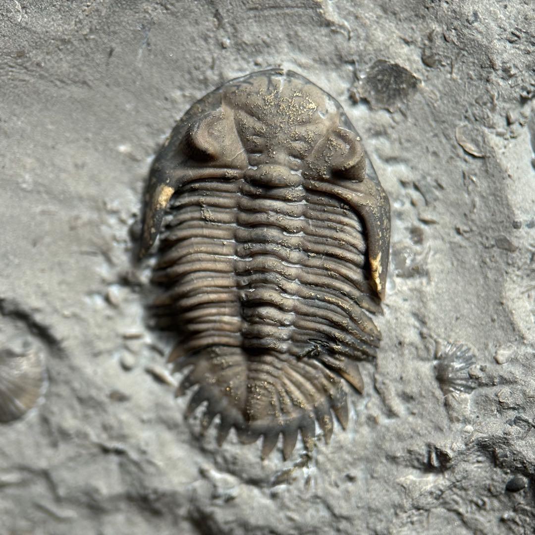 カナダ産 三葉虫 Greenops widderensis