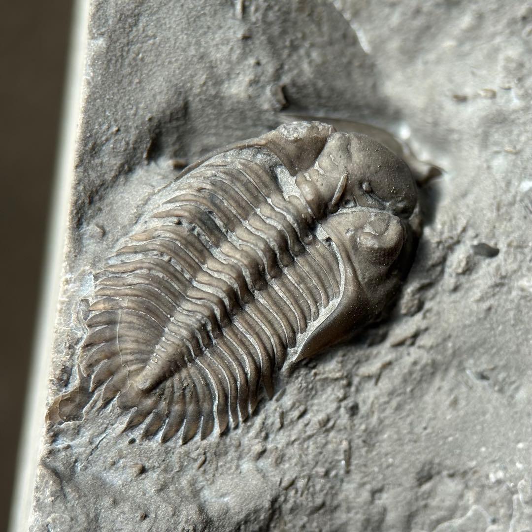 カナダ産 三葉虫 Greenops widderensis