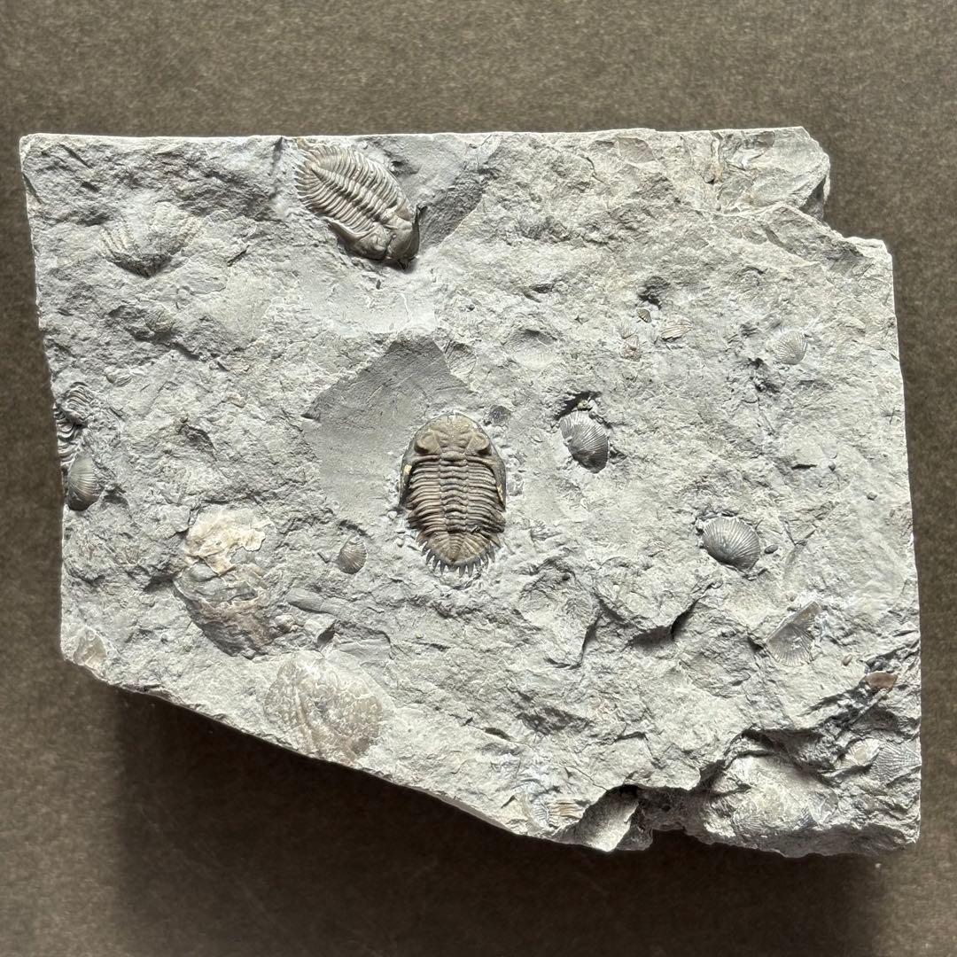 カナダ産 三葉虫 Greenops widderensis