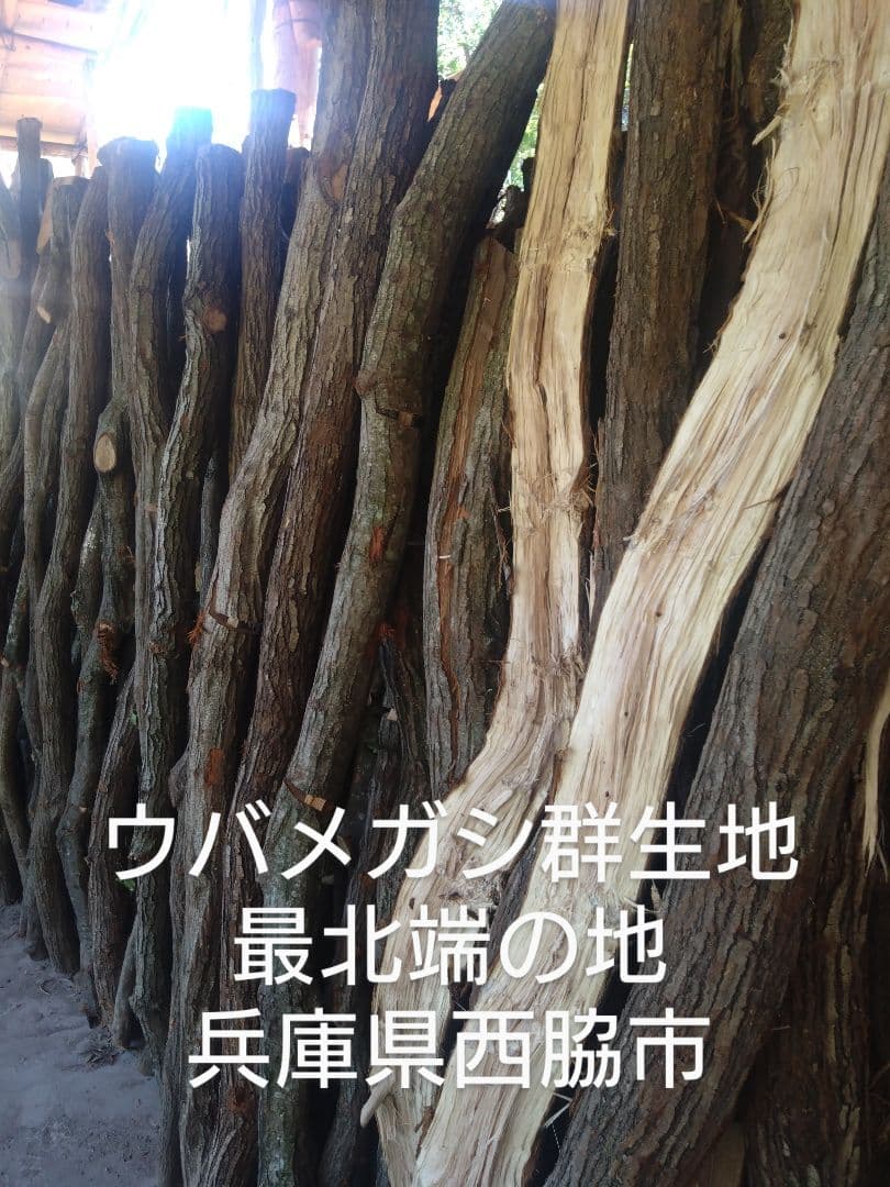 備長炭 半丸１５キロ