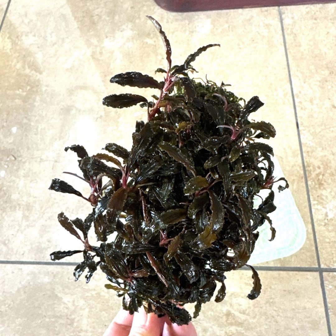 専用ゆうゆうメルカリ便ブセファランドラ クダガン 約３０株くらい