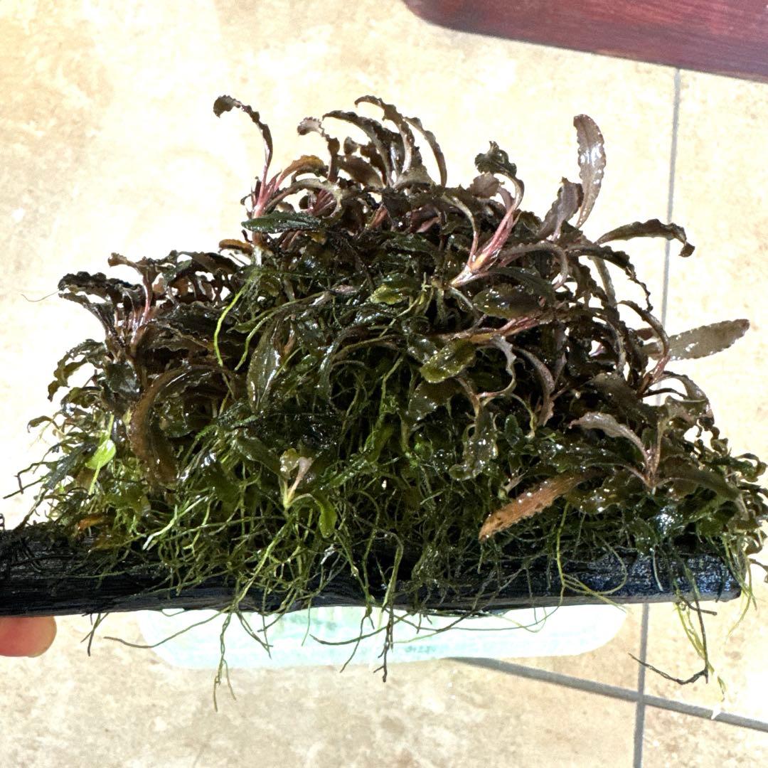 専用ゆうゆうメルカリ便ブセファランドラ クダガン 約３０株くらい