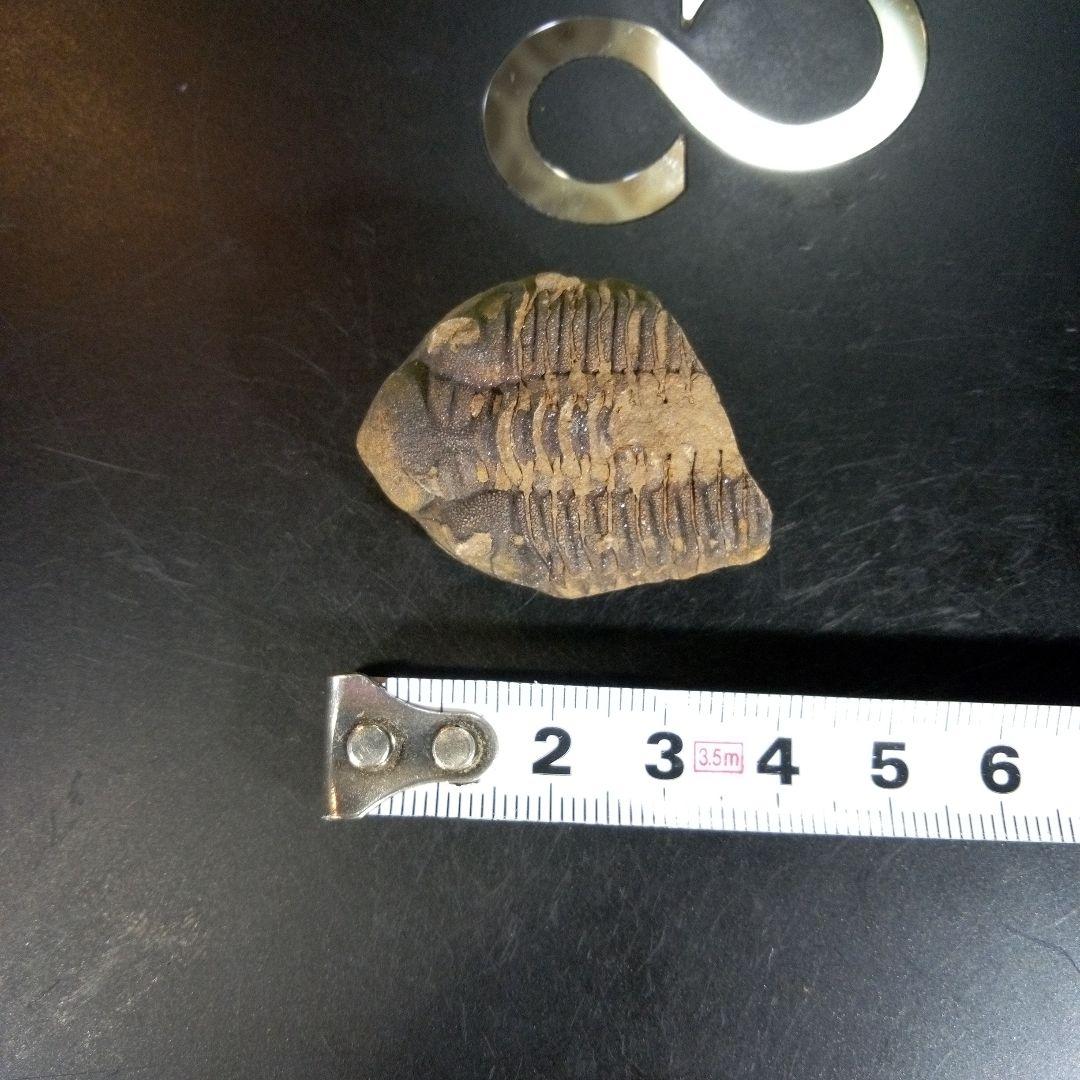 三葉虫　化石　fossil　ボリビア産　trilobite　ノジュール判別⑩