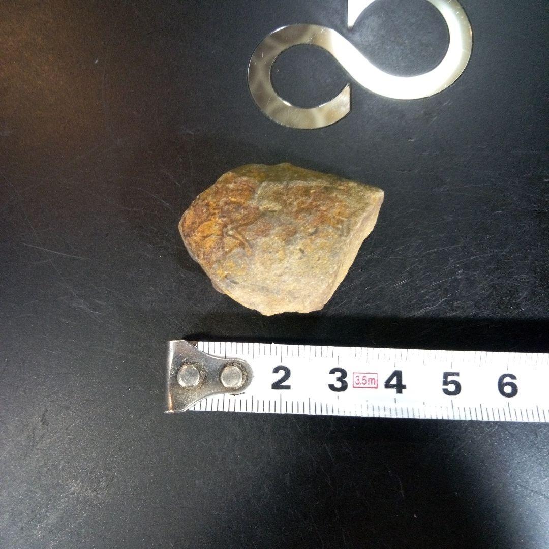 三葉虫　化石　fossil　ボリビア産　trilobite　ノジュール判別⑩