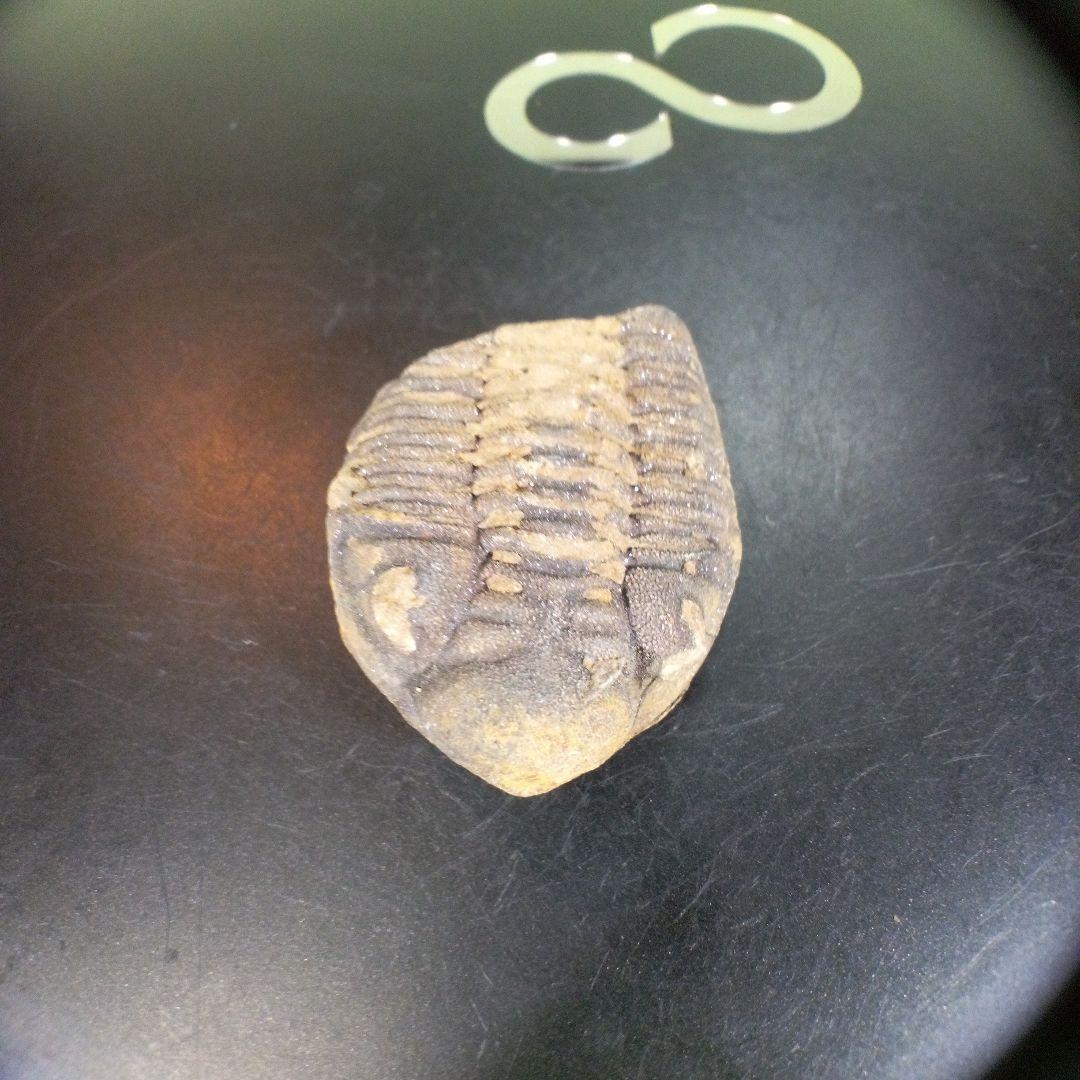三葉虫　化石　fossil　ボリビア産　trilobite　ノジュール判別⑩