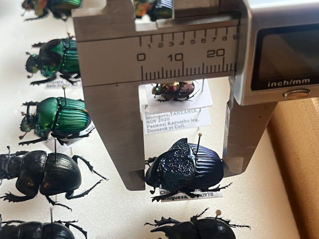 【23mm♂】アメジストニジダイコクコガネフンチュウ糞虫昆虫標本甲虫