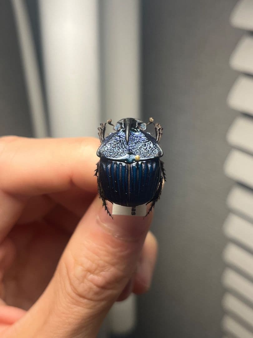 【23mm♂】アメジストニジダイコクコガネフンチュウ糞虫昆虫標本甲虫