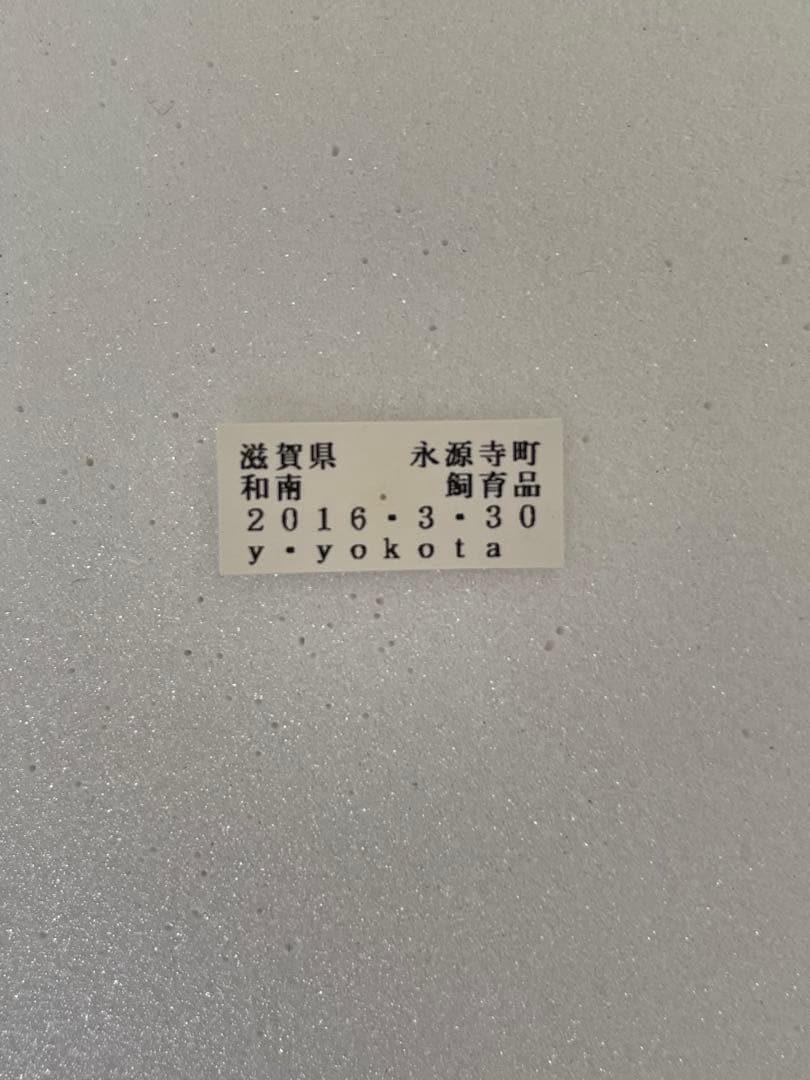 【赤斑型】ギフチョウ（メス、飼育、滋賀産）