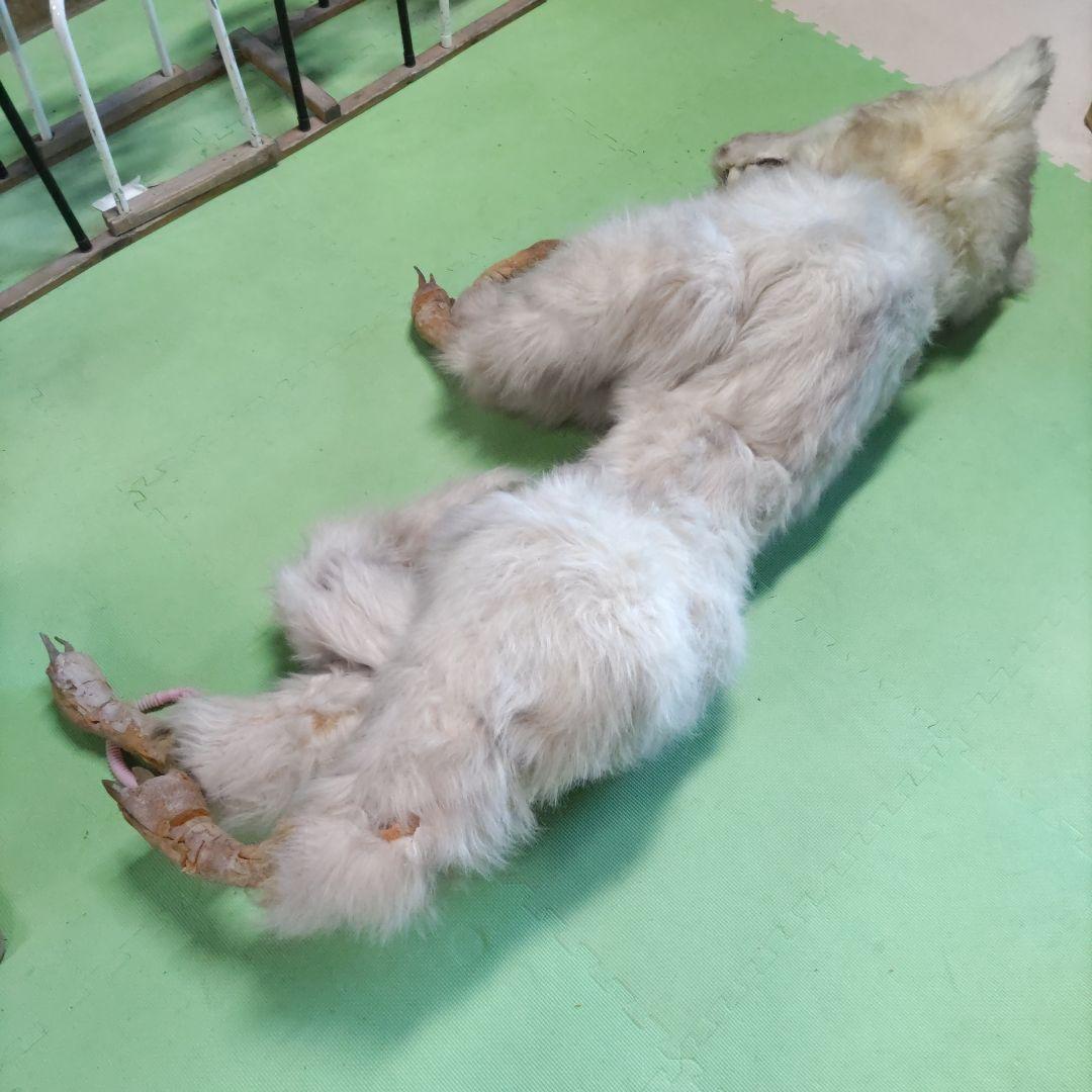 【激レア】劇団★新感線の小道具　オオカミ（LOST SEVEN　1999年公演）