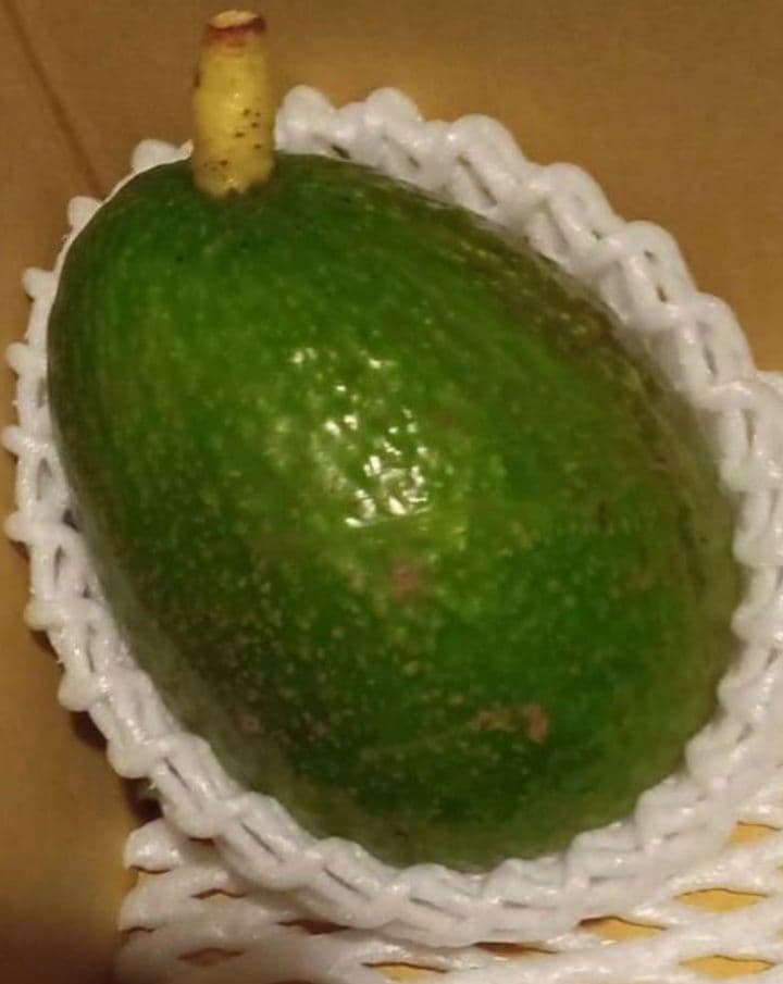 国産！広島 とろ～り 濃厚 おいしいアボカド ハス種 5キロ