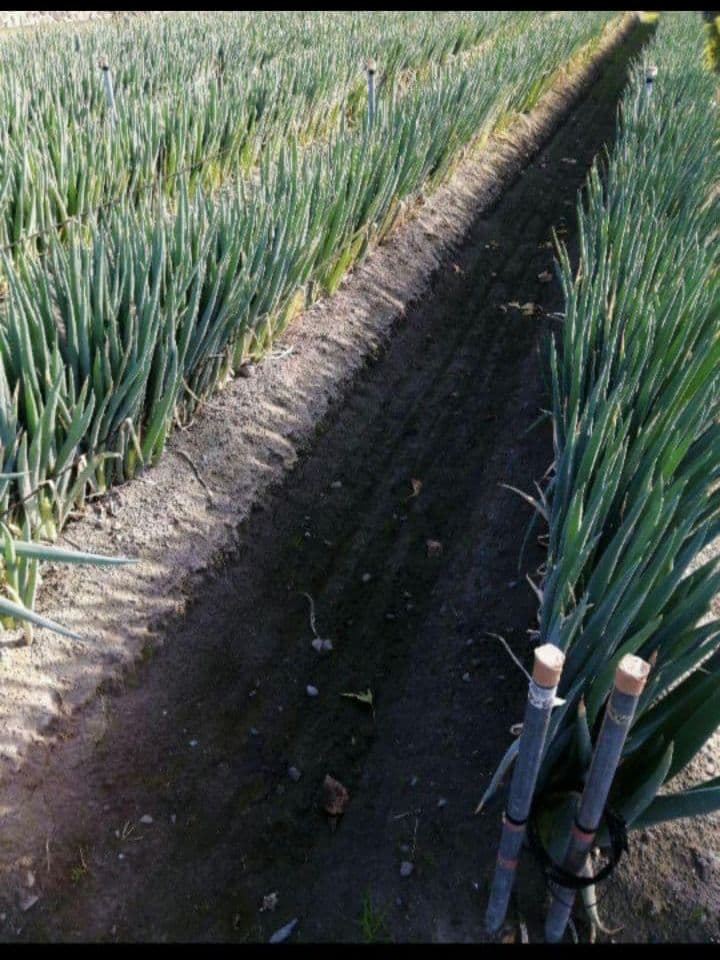 11日〜12日発送！愛媛県産　極細細め白ネギ　長ねぎ　ねぎ　野菜