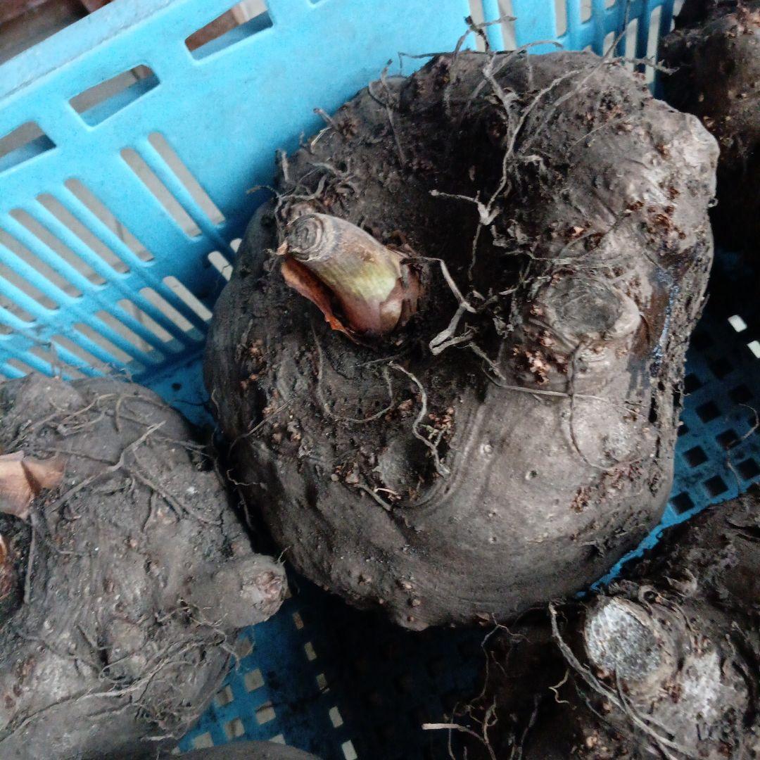 鳥取県産特大こんにゃく生芋15kg　　　　 　1-4