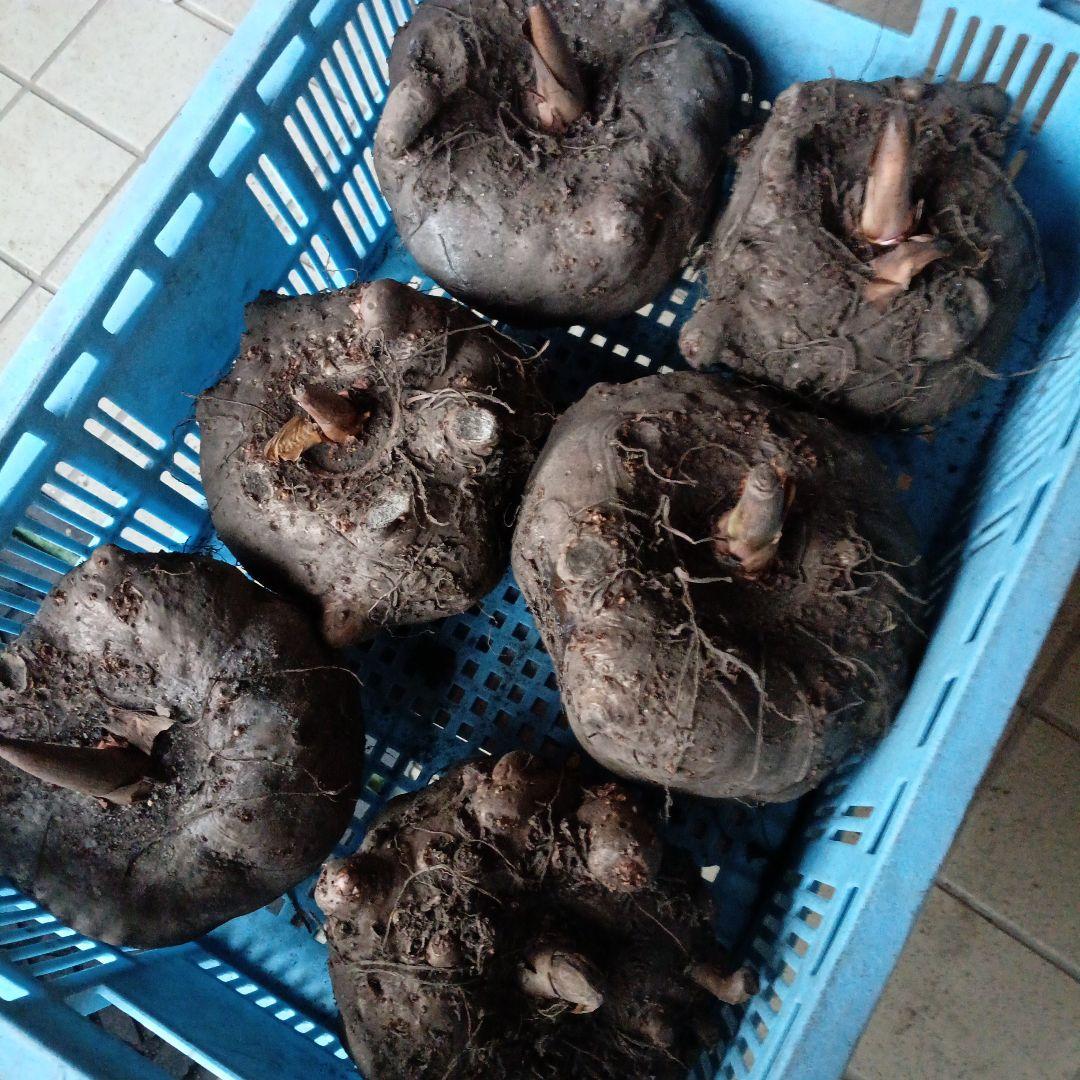 鳥取県産特大こんにゃく生芋15kg　　　　 　1-4