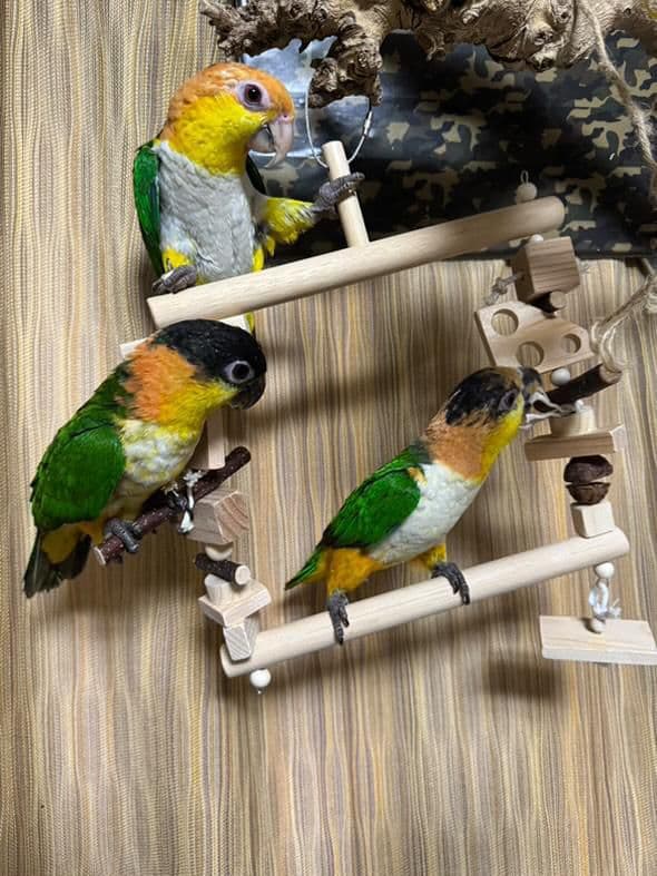 27　自然素材　ブランコ(大)インコ　バードトイ　止まり木
