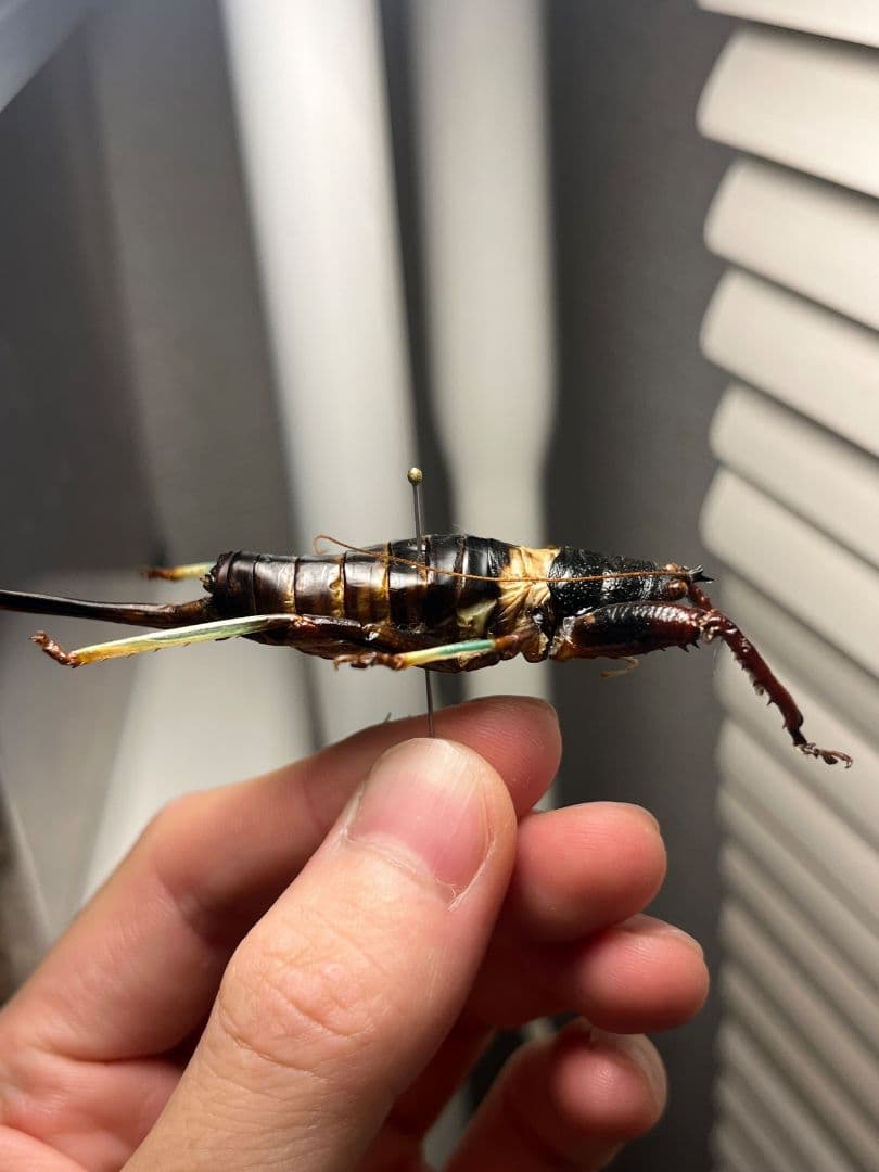 【94mm♀】マッチョキリギリス コロギス リオック　昆虫標本