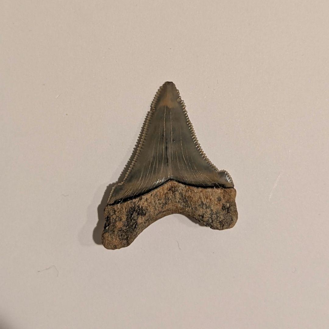 オトドゥス アングスティデンスの歯の化石 OT1205