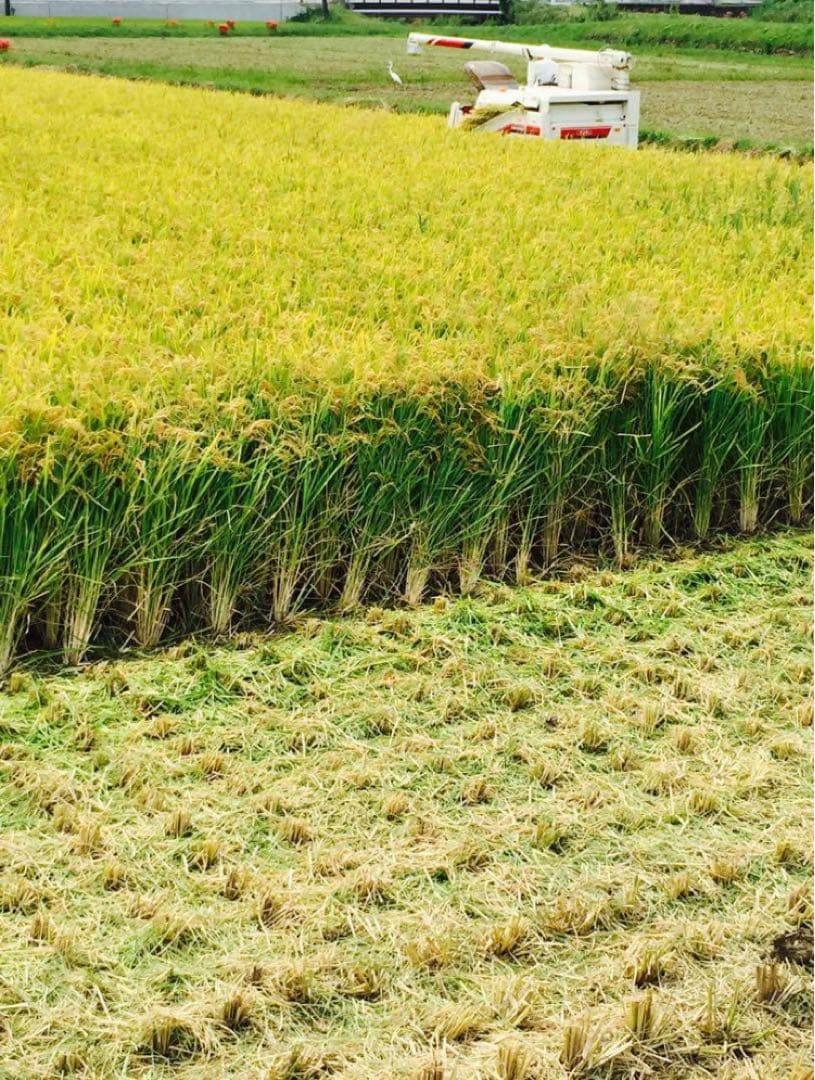 (常温保管)姫路発　令和6年度産　30キロ