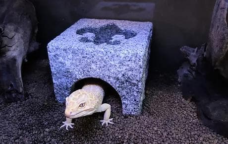 爬虫類　角型シェルター　1