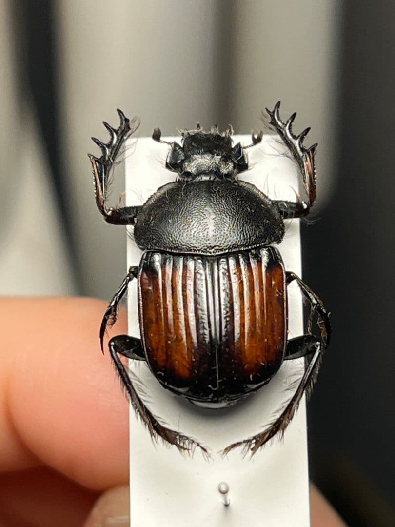 【21mm】ベニモンタマオシコガネ フンコロガシ糞虫とんでもない甲虫