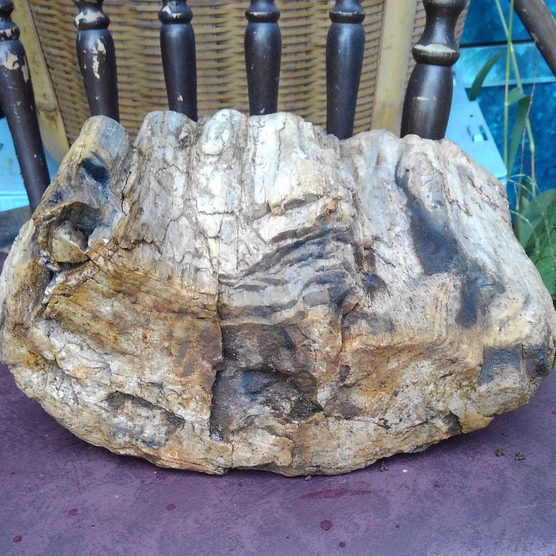 珪化木　化石　博物館級