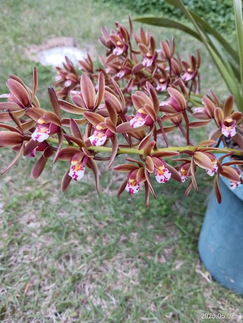 国産天然はちみつ　ニホンミツバチの百花蜜　1150グラム　2本