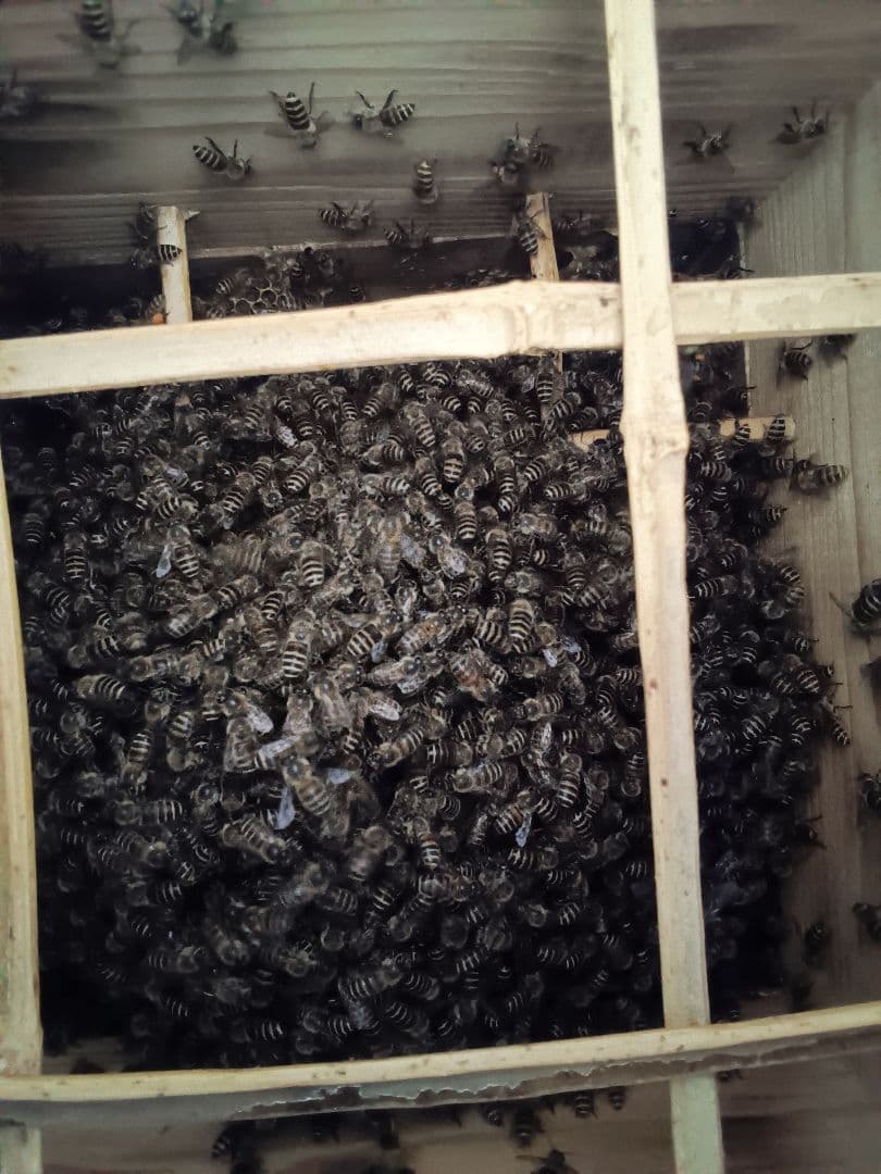 国産天然はちみつ　ニホンミツバチの百花蜜　1150グラム　2本