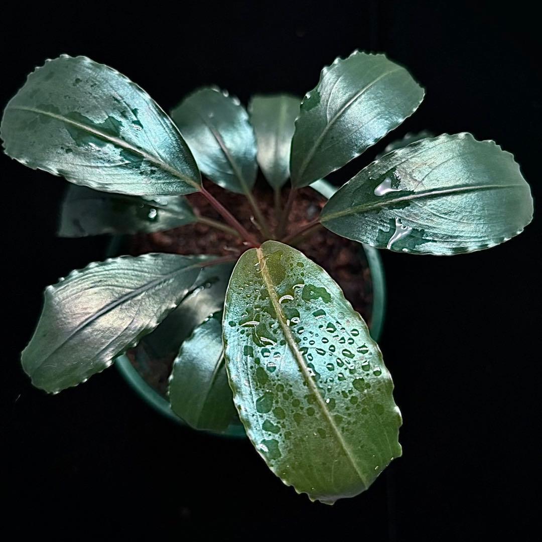 ブセファランドラsp.スーパーブルー KN