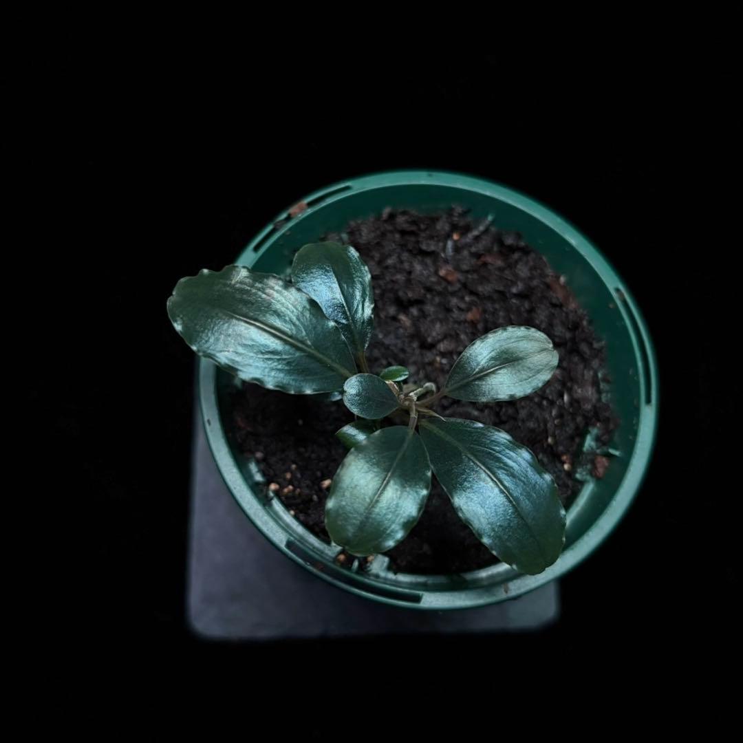 ブセファランドラsp.スーパーブルー KN